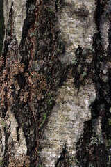 Background image of birch bark in the wild