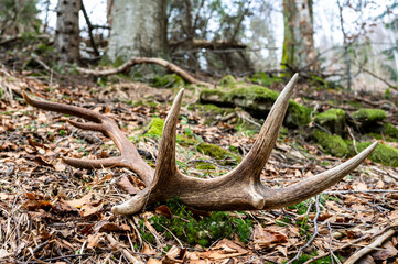 Red Deer antler shed in the forest. Beautiful natural background. Bieszczady Mountains, Carpathians, Poland.