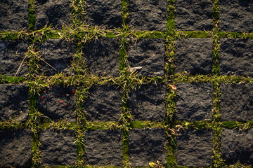 The background of the paving stones of the brick road with grown moss in the seams between the tiles. View from above. Evening sunny day lighting