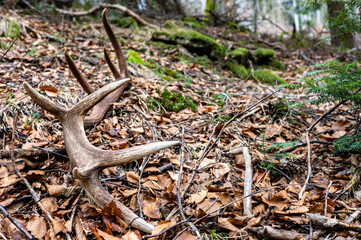 Red Deer antler shed in the forest. Beautiful natural background. Bieszczady Mountains, Carpathians, Poland.