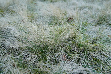 Grünes Gras und Steppe in der Natur nach Beweidung uns zur kalten Jahreszeit, Büschel, Grasland