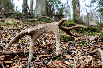 Red Deer antler shed in the forest. Beautiful natural background. Bieszczady Mountains, Carpathians, Poland.