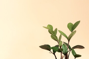 Light yellow background with a houseplant. A template with a copy space and a green plant.