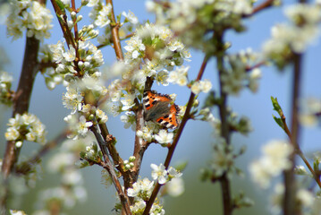 butterfly on a tree
