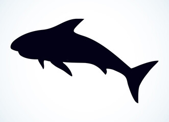 Great gray shark. Vector drawing