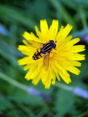 fly on yellow flower