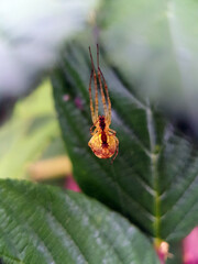 spider on a leaf