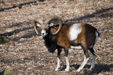 Fototapeta premium mountain goat 