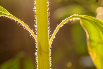 Makroaufnahme von einem Stängel einer Tomatenpflanze im Gegenlicht.