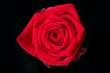 Red rose close up love