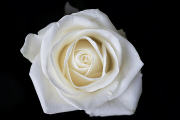 White rose close up macro serene 