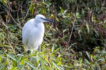 Little Egret in a tree