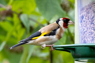 Goldfinch on a bird feeder