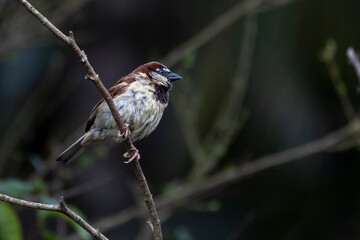 A House sparrow perched on the branch. Species Passer domesticus. Animal world. Birdwatching. Bird lover.
