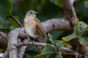 A bird of the brazilian savannah. The Pale-breasted Thrush also know as Sabia Barranco on the tree branch. Species Turdus leucomellae. Birdwatching. Animal world. Birding