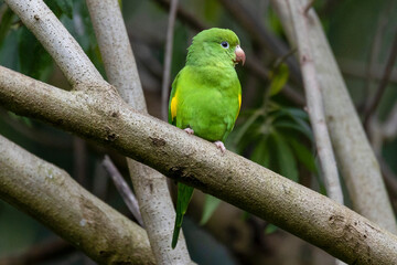 A Yellow-chevroned Parakeet perched on branch in the golden hour. Species Brotogeris chiriri. It is a typical parakeet of the Brazilian Atlantic forest. Birdwatching. birding. Parrot