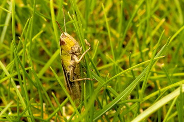 Grasshopper close up