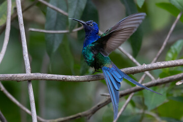Obraz premium The swallow-tailed hummingbird perched on a branch of a tree in the forest. Species Eupetomena macroura also know the Beija-flor Tesoura. Birdwatching. Animal World. Birding.