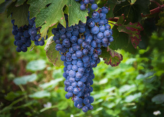 Closeup of blue grapes in a vineyard 