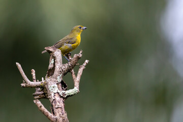 A female of a tropical bird Violaceous euphonia as know as gaturamo perching in a branch tree.  Green background, Species Euphonia violacea. Birdwatching. Animal world. Yellow bird.