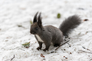 Red eurasian squirrel on snow in the park, close-up. Winter time.