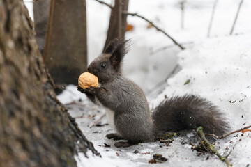 Red eurasian squirrel on snow in the park, close-up. Winter time.