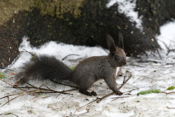 Red eurasian squirrel on snow in the park, close-up. Winter time.
