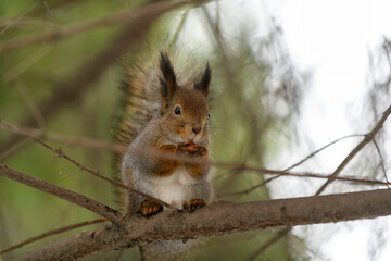 Fototapeta premium Red eurasian squirrel on snow in the park, close-up. Winter time.