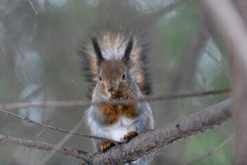 Red eurasian squirrel on snow in the park, close-up. Winter time.