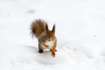 Red eurasian squirrel on snow in the park, close-up. Winter time.