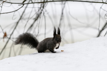 Red eurasian squirrel on snow in the park, close-up. Winter time.