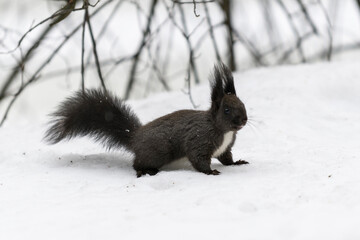Red eurasian squirrel on snow in the park, close-up. Winter time.
