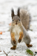 Red eurasian squirrel on snow in the park, close-up. Winter time.