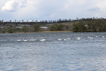 flock of swans on the pond
