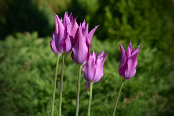 purple tulips beautiful spring flowers in the park