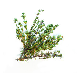 Fresh herb thyme isolated on white backgroound. Top view Flat lay, layflat