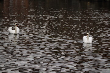 white swans on the River Trent at Newark Nottinghamshire