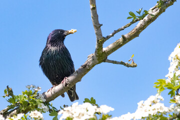 Starling with beak covered in pollen