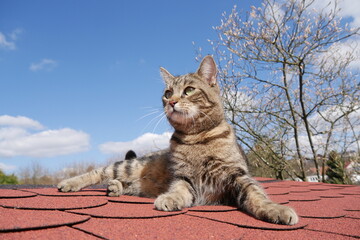 cat on a roof
