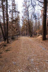 Fototapeta na wymiar Burned forest road in Attica, Greece, after the bushfires at Parnitha Mountain and the districts of Varympompi and Tatoi, in early August 2021.