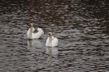 white swans on the River Trent at Newark Nottinghamshire