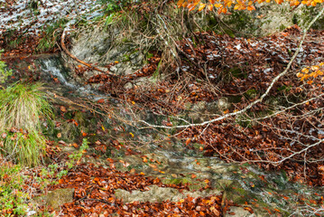 Moving river in a red leaf forest and snow