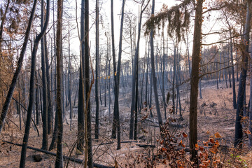 Burned forest in Attica, Greece, after the bushfires at Parnitha Mount and the districts of Varympompi and Tatoi, in early August 2021.