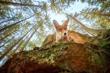A curious young fox looks out of the rock straight into the camera. Wide angle shot, coniferous forest and sky in the background. Spring in the woods.