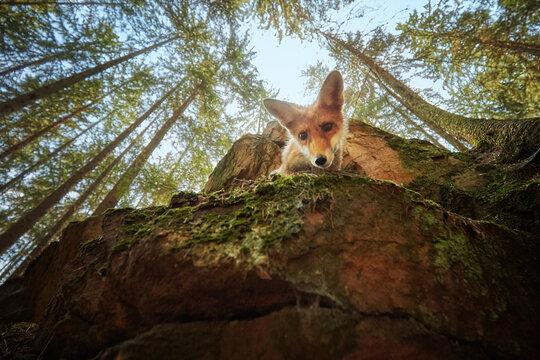 A curious young fox looks out of the rock straight into the camera. Wide angle shot, coniferous forest and sky in the background. Spring in the woods.
