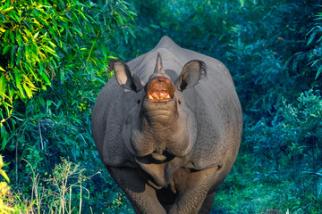 Need a dentist, Indian one horned Rhinoceros