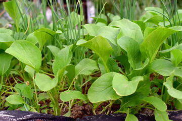 Close up of young plants of Chinese mustard with baby onions in garden, growing organic vegetables in rainy season in Thailand.