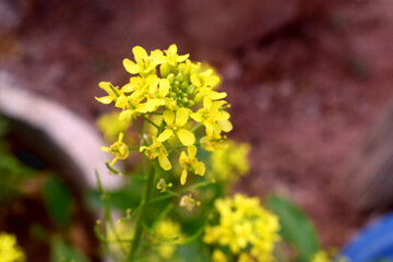 Close up of yellow flowers of Chinese mustard on blurred background. ( Brassica juncea, commonly brown mustard, Chinese mustard, Indian mustard, leaf mustard, Oriental mustard and vegetable mustard)