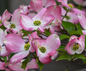 Obraz na płótnie Canvas pink dogwood flowers