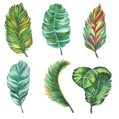 Watercolor tropical leaves, set on a white background, elements for various designs.